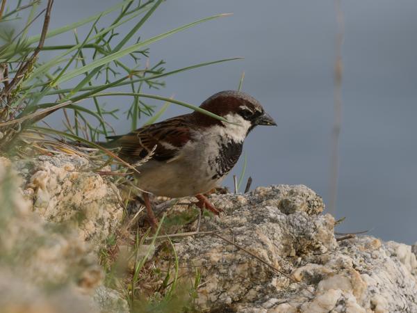 <h3><a href="/trips/Greece/biota/animalia/chordata/aves/040 passeriformes/113 passeridae/passer hispaniolensis/passer hispaniolensis-nl.html">Passer&nbsp;hispaniolensis</a> / Spanish&nbsp;sparrow / Spaanse&nbsp;mus</h3>OM-1 Mark II met OLYMPUS M.150-400mm F4.5 TC, 1/2000 sec  bij F5.6, ISO 640, afstand 16.8&nbsp;m